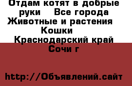 Отдам котят в добрые руки. - Все города Животные и растения » Кошки   . Краснодарский край,Сочи г.